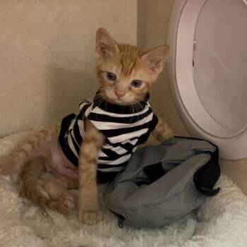 Bud Light -  Domestic Medium Hair Cat for Adoption in Westminster, California - Bud Light | PetCurious