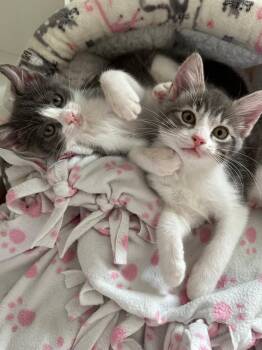 Diva & Monkey -  Tabby and Tuxedo Cat for Adoption in Walnut Creek, California - Diva & Monkey | PetCurious