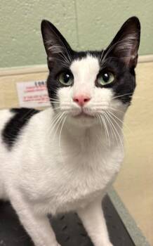Senor -  Domestic Medium Hair Cat for Adoption in Ellijay, Georgia - Senor | PetCurious