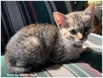 Amelia Bedelia -  Domestic Short Hair and Tabby Cat for Adoption in Oak Ridge, Tennessee - Amelia Bedelia | PetCurious