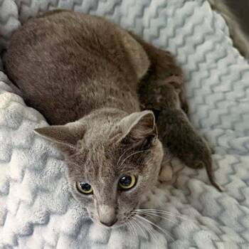 September -  Domestic Short Hair Cat for Adoption in Chapel Hill, North Carolina - September | PetCurious