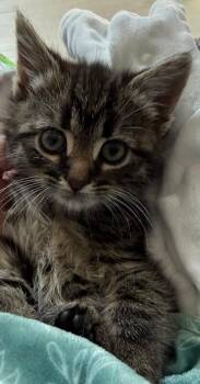 Carole -  Domestic Medium Hair Cat for Adoption - Carole | PetCurious