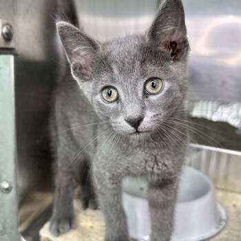 Merry -  Domestic Short Hair Cat for Adoption in Matteson, Illinois - Merry | PetCurious