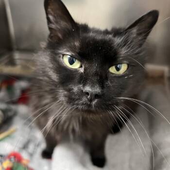 Priscilla -  Domestic Long Hair Cat for Adoption in Pekin, Illinois - Priscilla | PetCurious