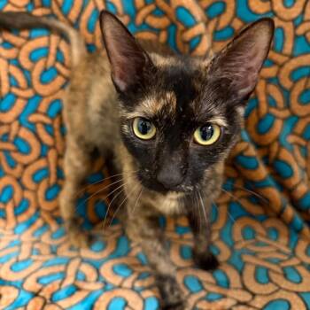 Pixie -  Domestic Short Hair Cat for Adoption in Newberg, Oregon - Pixie | PetCurious