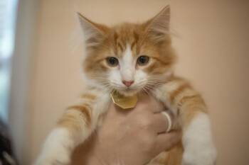 Fuzzlight Year -  Domestic Long Hair and Tabby Cat for Adoption in Mountain Home, Arkansas - Fuzzlight Year | PetCurious