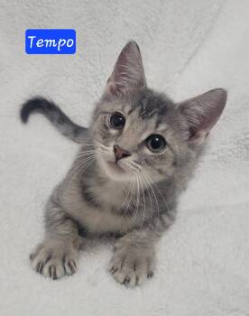 Tempo -  Domestic Short Hair Cat for Adoption in Laplace, Louisiana - Tempo | PetCurious