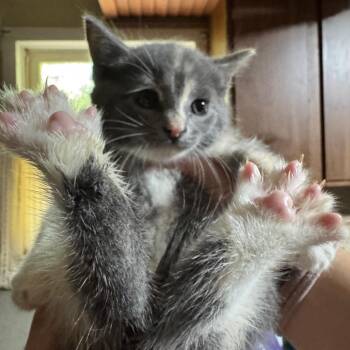 Gospel -  Domestic Short Hair Cat for Adoption in Danbury, Connecticut - Gospel | PetCurious