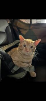 Domestic Short Hair Cats Available for Adoption - Jax | PetCurious