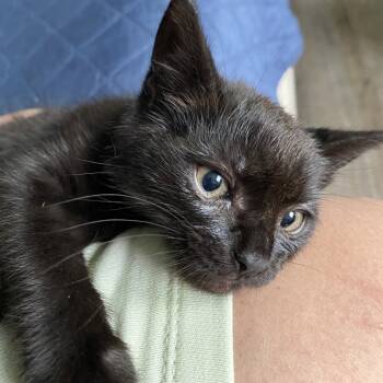 Rescue Domestic Medium Hair Cats for Adoption in Long Beach, California - Pepper | PetCurious