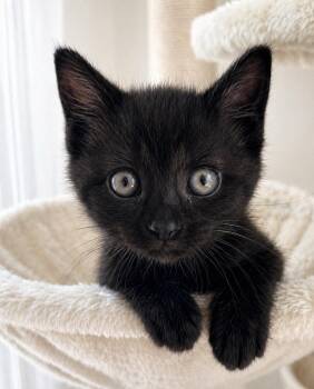 Domestic Short Hair Cats Available for Adoption in Lemoyne, Pennsylvania - Bean Sprout | PetCurious