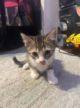 FIB -  Domestic Short Hair Cat for Adoption in Tustin, California - FIB | PetCurious