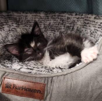 Domestic Medium Hair Cats Available for Adoption - SHELDON | PetCurious
