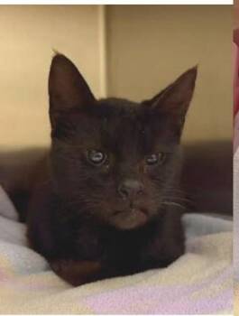 Domestic Short Hair Cats Available for Adoption - Agnes | PetCurious