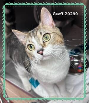 GEOFF -  Domestic Short Hair Cat for Adoption in Marietta, Georgia - GEOFF | PetCurious