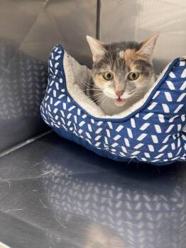 Domestic Short Hair Cats Available for Adoption - Girly Pop | PetCurious