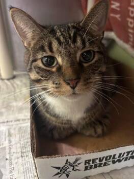 Transmission -  Domestic Short Hair Cat for Adoption in Cincinnati, Ohio - Transmission | PetCurious
