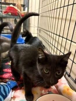 Wheat -  Domestic Short Hair Cat for Adoption in Mason City, Iowa - Wheat | PetCurious