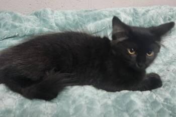 ZELDA -  Domestic Long Hair Cat for Adoption in Lexington, Tennessee - ZELDA | PetCurious