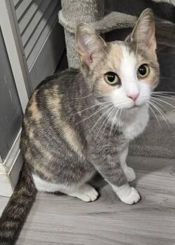 Domestic Short Hair and Calico Cats Available for Adoption - Brinna | PetCurious