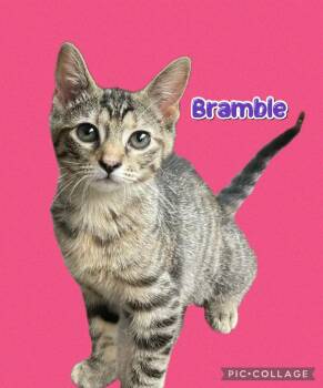 Bramble -  Domestic Long Hair Cat for Adoption in Rossville, Georgia - Bramble | PetCurious
