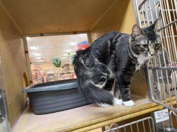 Domestic Medium Hair Cats Available for Adoption in Wheaton, Illinois - Jupiter | PetCurious