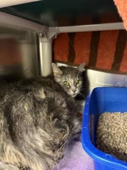 Domestic Short Hair Cats Available for Adoption in Montreal, Quebec - Mimi Pyo | PetCurious
