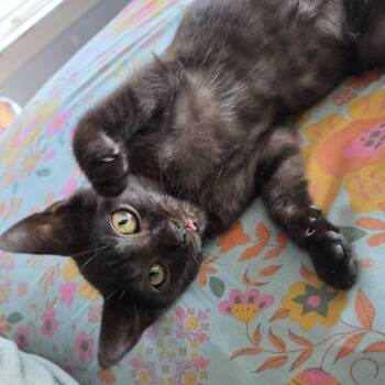 Rescue Domestic Short Hair Cats for Adoption in Lemoyne, Pennsylvania - Eva | PetCurious