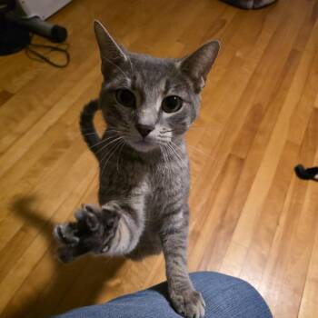 Cranberry -  Domestic Short Hair Cat for Adoption in Wakefield, Massachusetts - Cranberry | PetCurious