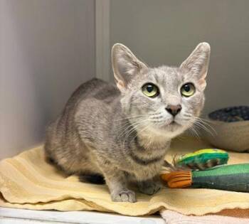 Popstar -  Domestic Short Hair Cat for Adoption in Fairfax, Virginia - Popstar | PetCurious