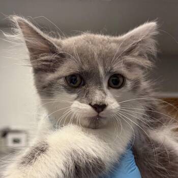 Bill -  Domestic Short Hair Cat for Adoption in Greenville, South Carolina - Bill | PetCurious