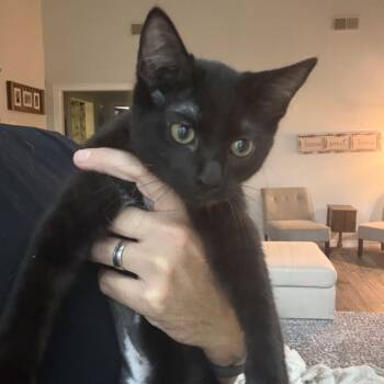 Brad -  Domestic Short Hair Cat for Adoption in San Antonio, Texas - Brad | PetCurious