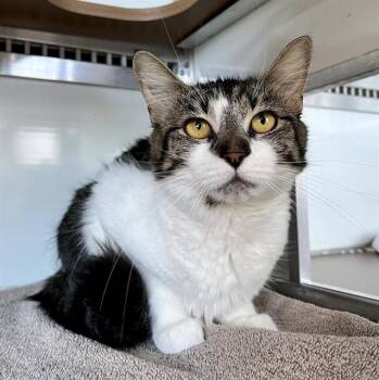 LOKITA -  Domestic Medium Hair Cat for Adoption in San Francisco, California - LOKITA | PetCurious