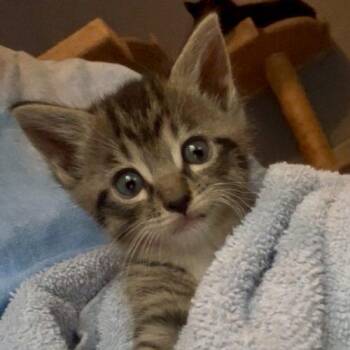 Domestic Short Hair Cats Available for Adoption in Knoxville, Tennessee - Briggs | PetCurious