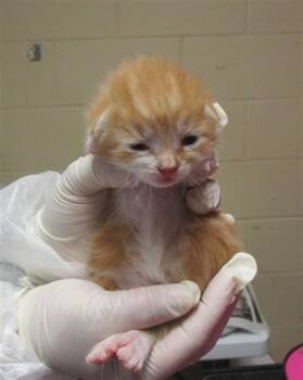 Domestic Short Hair Cats Available for Adoption in Ocala, Florida - OPAL | PetCurious