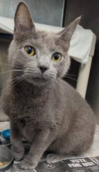 Seal -  Domestic Short Hair Cat for Adoption in Evansville, Indiana - Seal | PetCurious