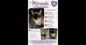 Miranda -  Siamese and Domestic Short Hair Cat for Adoption in Ruskin, Florida - Miranda | PetCurious