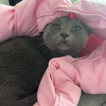 Russian Blue Cats Available for Adoption in Oakland Park, Florida - Mokai | PetCurious