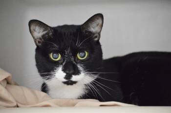 Rescue Domestic Short Hair Cats for Adoption in Boston, Massachusetts - POE | PetCurious