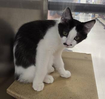 Groucho, Harpo and Zippo -  Domestic Short Hair Cat for Adoption in Millville, Utah - Groucho, Harpo And Zippo | PetCurious
