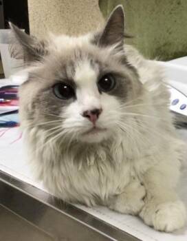 Domestic Short Hair Cats Available for Adoption - CREMA | PetCurious