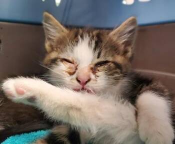 Reyna -  Domestic Short Hair Cat for Adoption in Kansas City, Missouri - Reyna | PetCurious