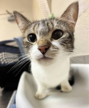 Opal -  Domestic Short Hair Cat for Adoption in Nashville, Tennessee - Opal | PetCurious