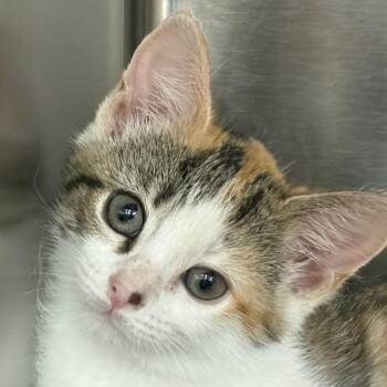 Mittens -  Domestic Short Hair Cat for Adoption in Morristown, Vermont - Mittens | PetCurious