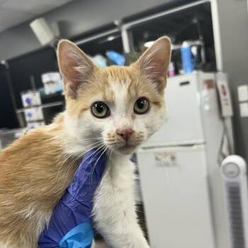 Sandy Cheeks -  Domestic Short Hair Cat for Adoption in Salt Lake City, Utah - Sandy Cheeks | PetCurious