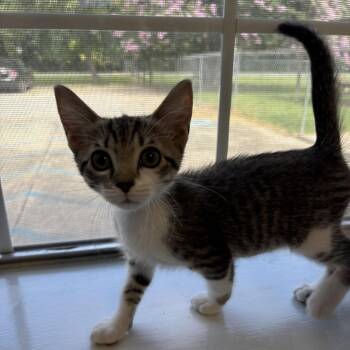 Stink Bug -  Domestic Short Hair Cat for Adoption in Carencro, Louisiana - Stink Bug | PetCurious