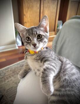 little Annie -  Tabby and Silver Cat for Adoption - Little Annie | PetCurious