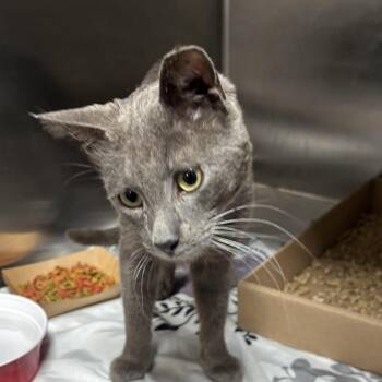 Domestic Short Hair Cats Available for Adoption - Simon | PetCurious