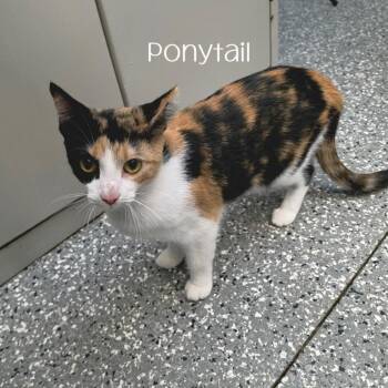 Ponytail -  Domestic Short Hair Cat for Adoption in Parkersburg, West Virginia - Ponytail | PetCurious