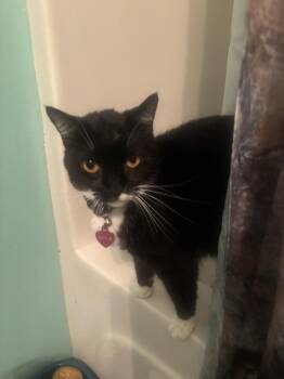Nyla -  Domestic Short Hair Cat for Adoption in Salisbury, North Carolina - Nyla | PetCurious
